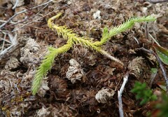 Lycopodiaceae