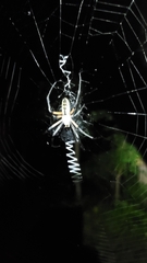 Argiope aurantia