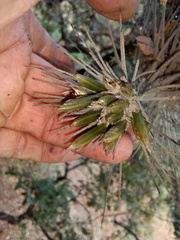 Viridantha