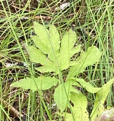 Rudbeckia laciniata