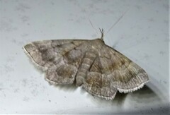 Phalaenostola larentioides