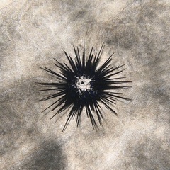 Euechinoidea
