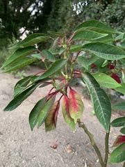 Triadica cochinchinensis