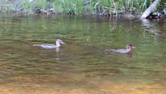 Lophodytes cucullatus