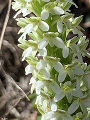 Platanthera elegans