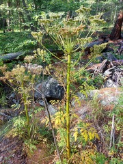 Pleurospermum uralense