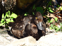 Aythya affinis