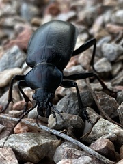 Calosoma