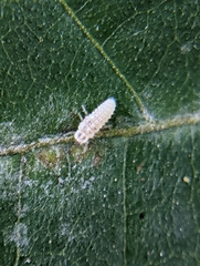 Psyllobora vigintimaculata
