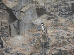 Spheniscus humboldti