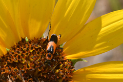 Chauliognathus basalis