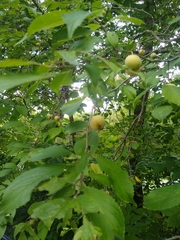 Prunus americana