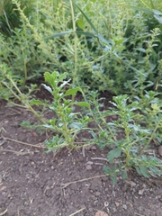 Amaranthus albus