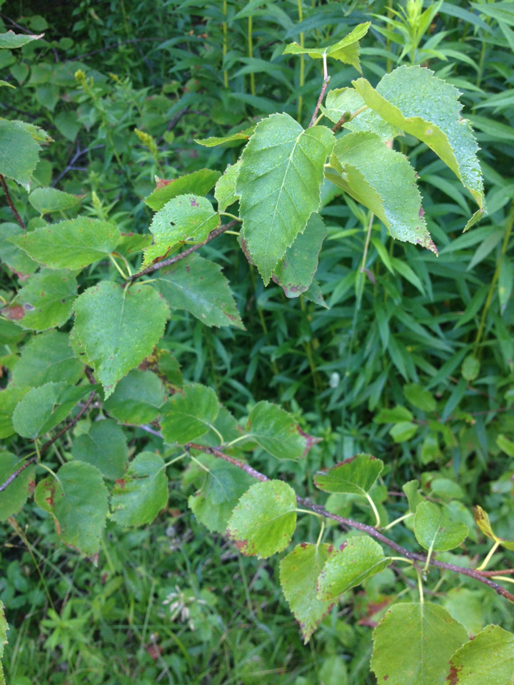 Betula × caerulea