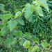 Betula × caerulea - Photo (c) cdavis5,  זכויות יוצרים חלקיות (CC BY-NC), הועלה על ידי cdavis5