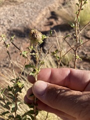 Grindelia hirsutula