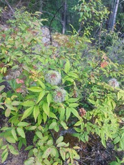 Clematis alpina sibirica