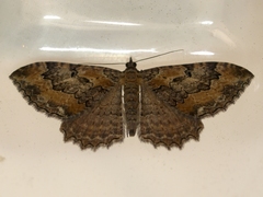 Rheumaptera meadii