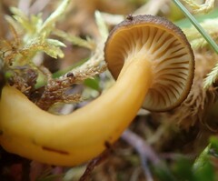 Craterellus