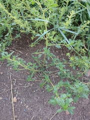 Amaranthus albus