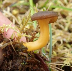 Craterellus