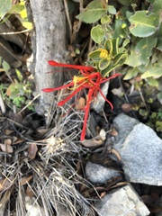 Tristerix corymbosus