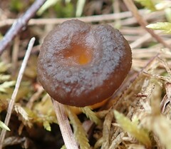 Craterellus