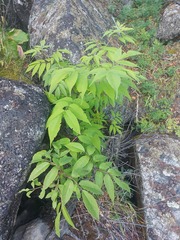 Sambucus sibirica