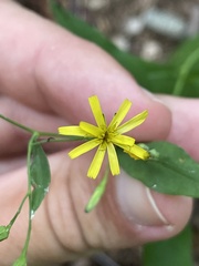Hieracium paniculatum