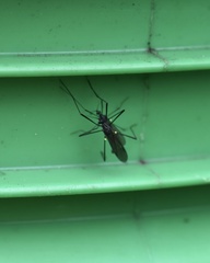 Gnophomyia tristissima