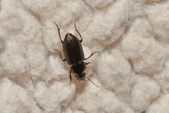 Harpalinae