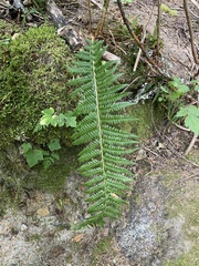 Polystichum andersonii