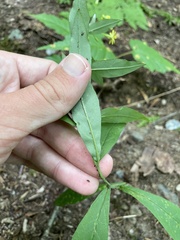 Hieracium paniculatum