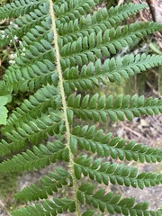 Polystichum andersonii