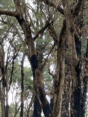 Cormobates leucophaea