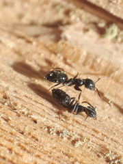 Technomyrmex jocosus