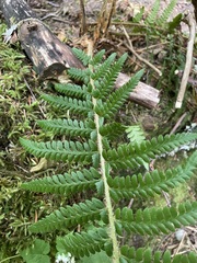 Polystichum andersonii
