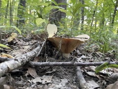 Lactarius