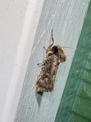 Acrolophus popeanella