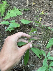 Hieracium paniculatum
