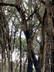 Cormobates leucophaea