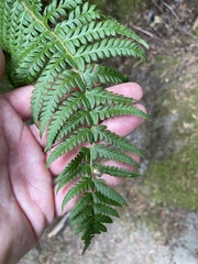 Polystichum andersonii