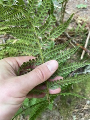 Polystichum andersonii