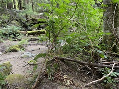 Polystichum andersonii