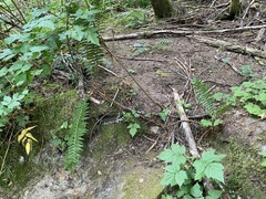 Polystichum andersonii