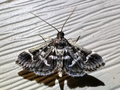 Diasemiodes janassialis