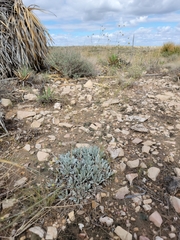 Eriogonum havardii