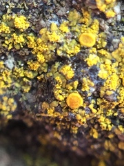 Candelariella