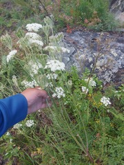 Kitagawia baicalensis