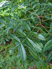 Sorbus americana